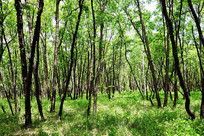 ��ɫԭҰ�����ַ羰