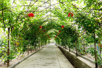 ����԰���Ѽ� 