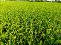 ���յ���