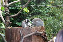 ��β����