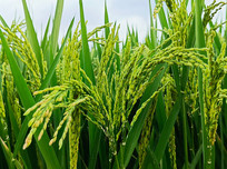 �ձ�����ͼ