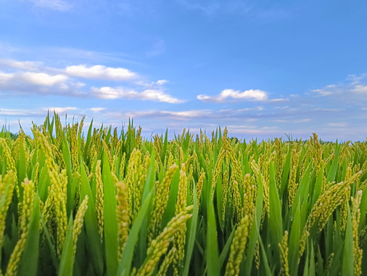 ���쵾����