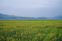 ��ׯ������