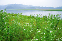 �̽��ߵ�Ұ��