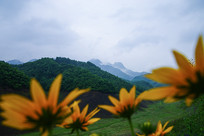 �̽�����ɽ