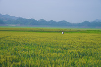 ɽ�������
