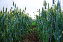 ��Ұ�������