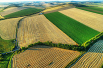 ���ĺ��ױ�����Ұ��ɫ