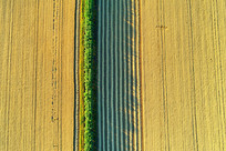 ������Ұ��ɫ 