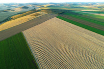 ������Ұ��ɫ 