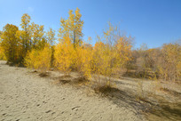 �������������ɳĮ�еĺ�����