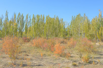 �������������İ�����������