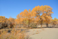 ����ɳĮ������-������