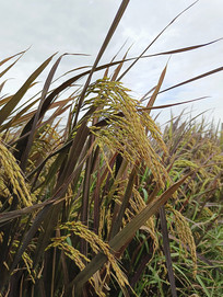 ������ɫ