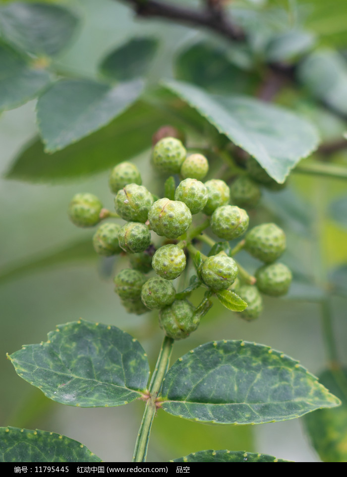 芸香科植物花椒的果實