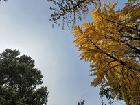 ������Ҷ