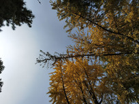 ��Ҷ����