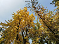 ������Ҷ