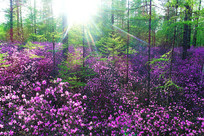 ���˰���ž黨ʢ��������