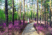 ���˰���ž黨ʢ��������С·