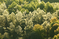 ���˰���������ֽ�˪�����ڡ