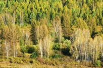 ���˰��뼾ɭ�ֵ������