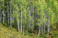 ���˰����＾������