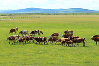 ���ױ�����ԭţȺ