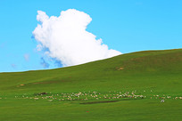 ���ױ�����ԭ��Ⱥ