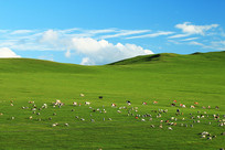 ���ױ�����ɫ������Ⱥ