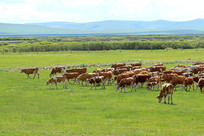 ��ɫ����ţȺ�羰