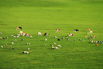 ��ɫ����ţȺ��Ⱥ����