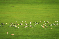 ��ɫ������Ⱥ