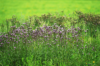 ��ɫ����Ұ��ʢ�� 