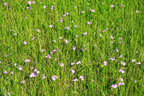 ���˰���ݴ�Ұ��ӣ��