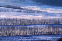 ���ױ�������ѩҰ����