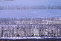 ���ױ�������ѩԭ������Ⱥ