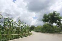 �Ĵ���������ũ����������׵�