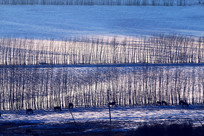 ѩ��������Ⱥ