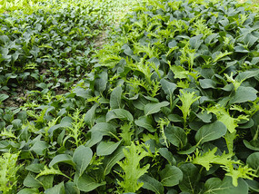 ����С���