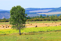 �＾ԭҰ��ľ�羰