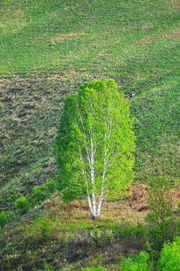 ɽ�°����� 