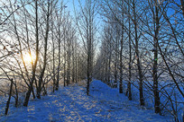 ѩԭũ�������