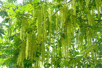 ����֦Ҷ�������Ǯ 