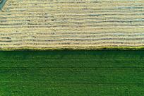 ������Ұ��ɫ 