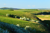 ����ԭҰɽ���ӻ�ʢ��