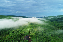 ���˰���ɭ����������