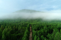 ���˰���ɭ������ɽ·