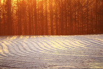 ����ũ���﹡����ѩ��ĺɫ