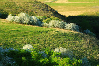 ���ױ���ɽ���ӻ�ʢ����ԭҰ